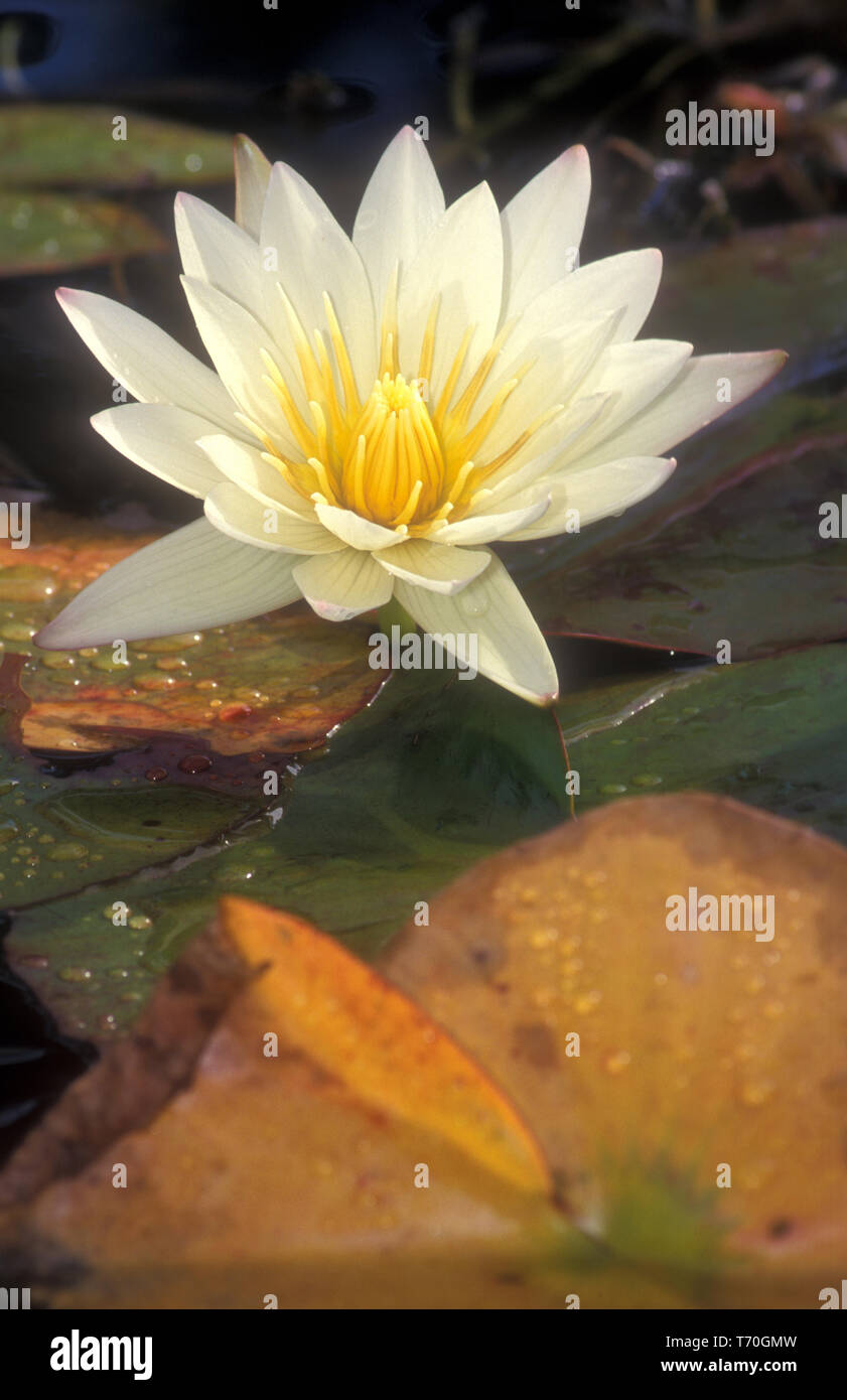 Nymphaeaceae is a family of flowering plants, commonly called water lilies. Stock Photo