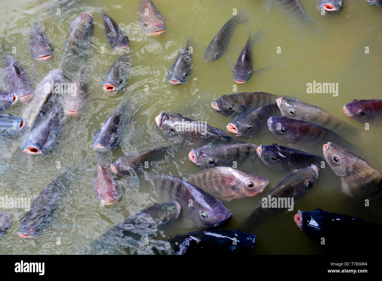 Tilapia Fish in farm Stock Photo Alamy