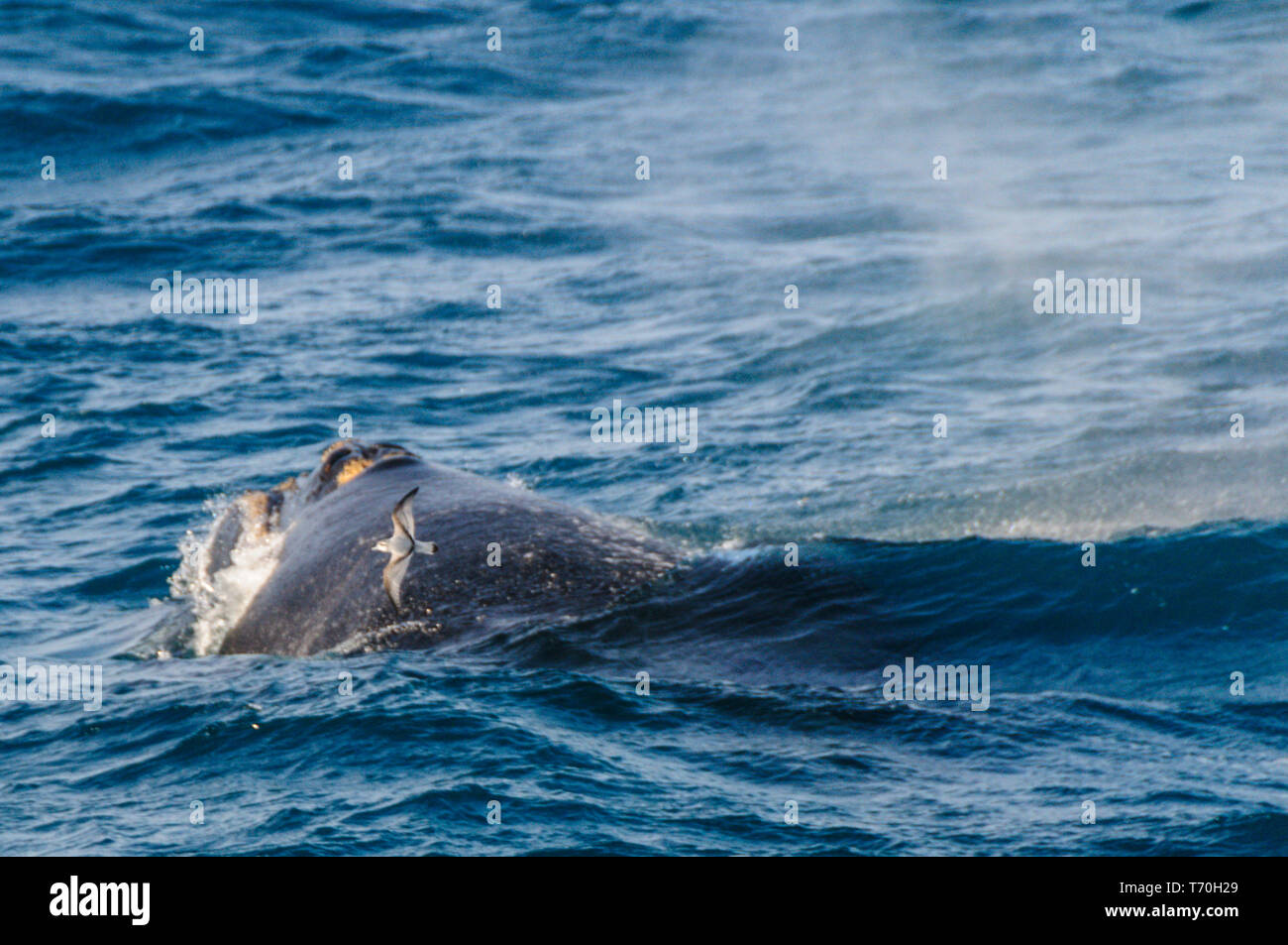 Southern Right Whale Stock Photo - Alamy