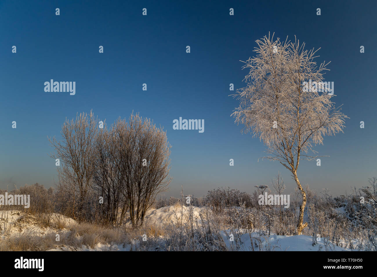 Trees covered with hoarfrost on a sunny winter day Stock Photo