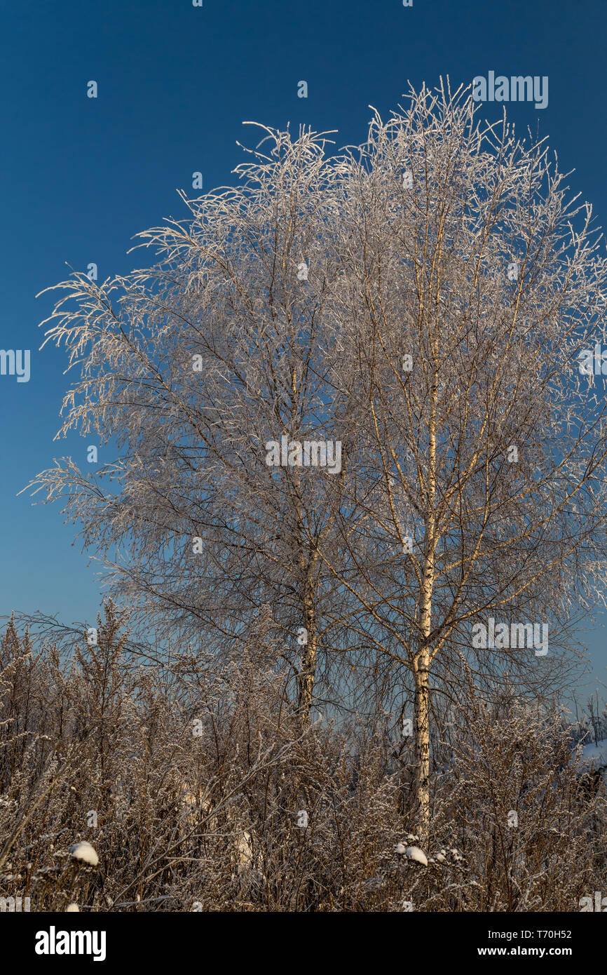 Trees covered with hoarfrost on a sunny winter day Stock Photo
