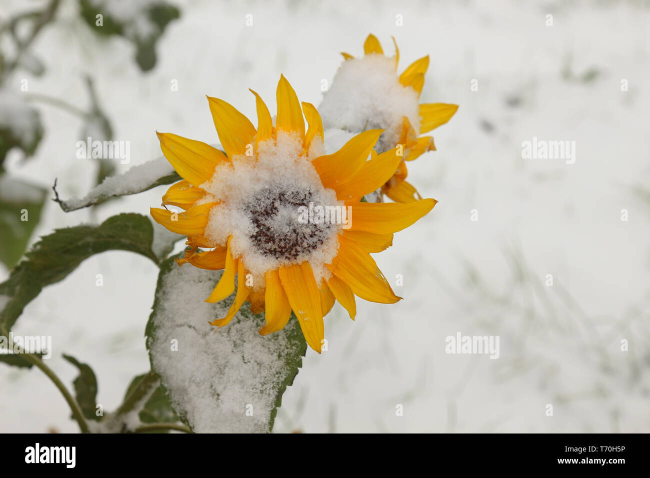 Sunflower under fresh snow Stock Photo Alamy