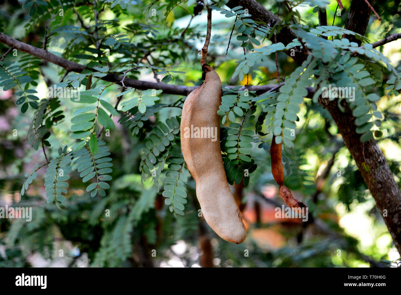 Close Up Of Tamarind Fresh Fruit On Tree Tropical Fruits Tree Tamarind Raw Tamarind On Tree Stock Photo Alamy
