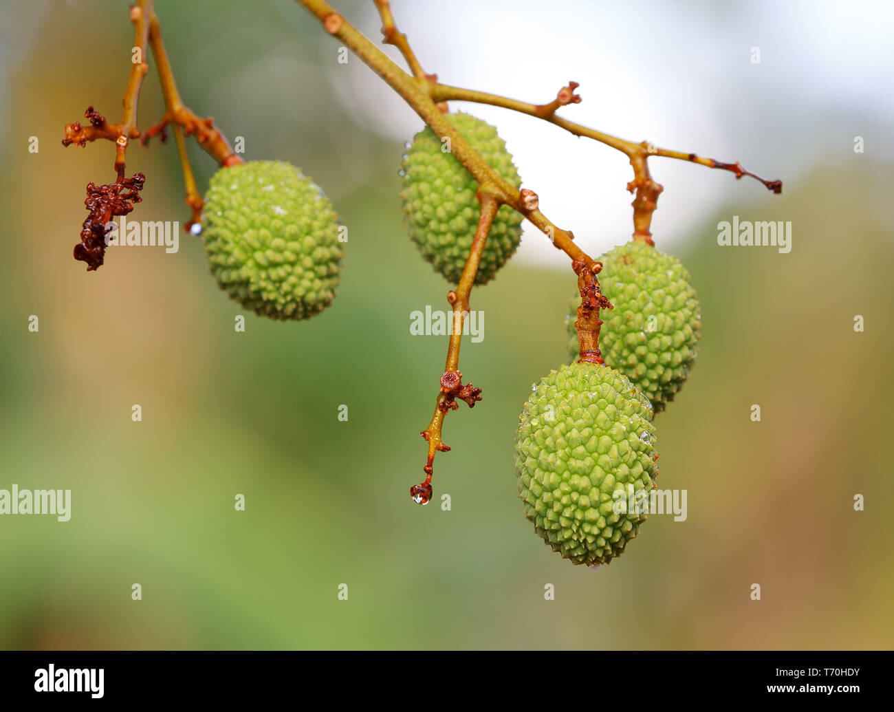 Unripe exotic fruit Lychee, madagascar Stock Photo - Alamy