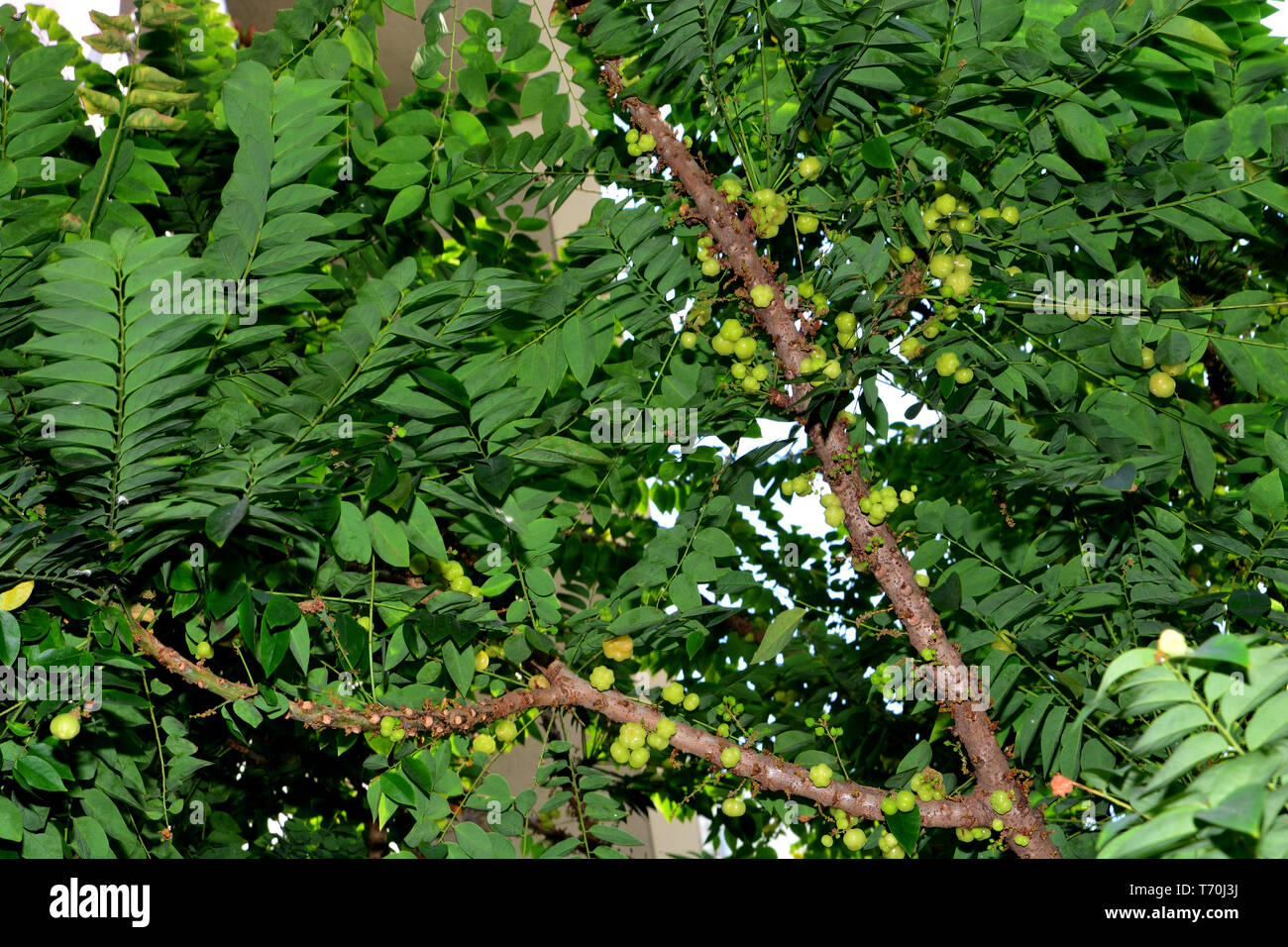 star gooseberry tree, Phyllanthus acidus, known as the Otaheite gooseberry, Malay gooseberry, Tahitian gooseberry, Country gooseberry, Star gooseberry Stock Photo