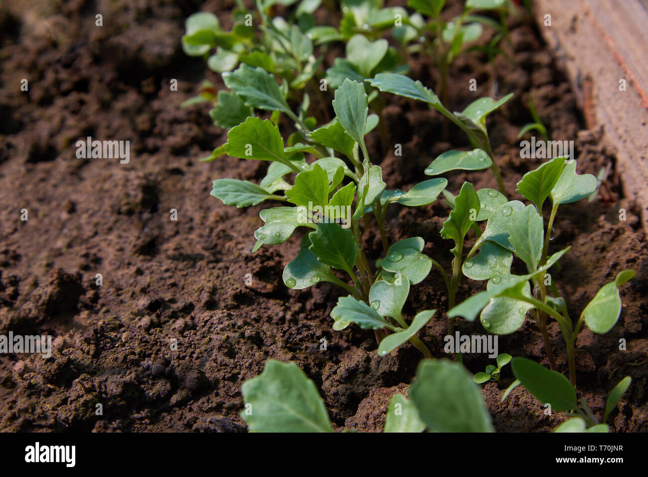 Radish young grows hires stock photography and images Alamy