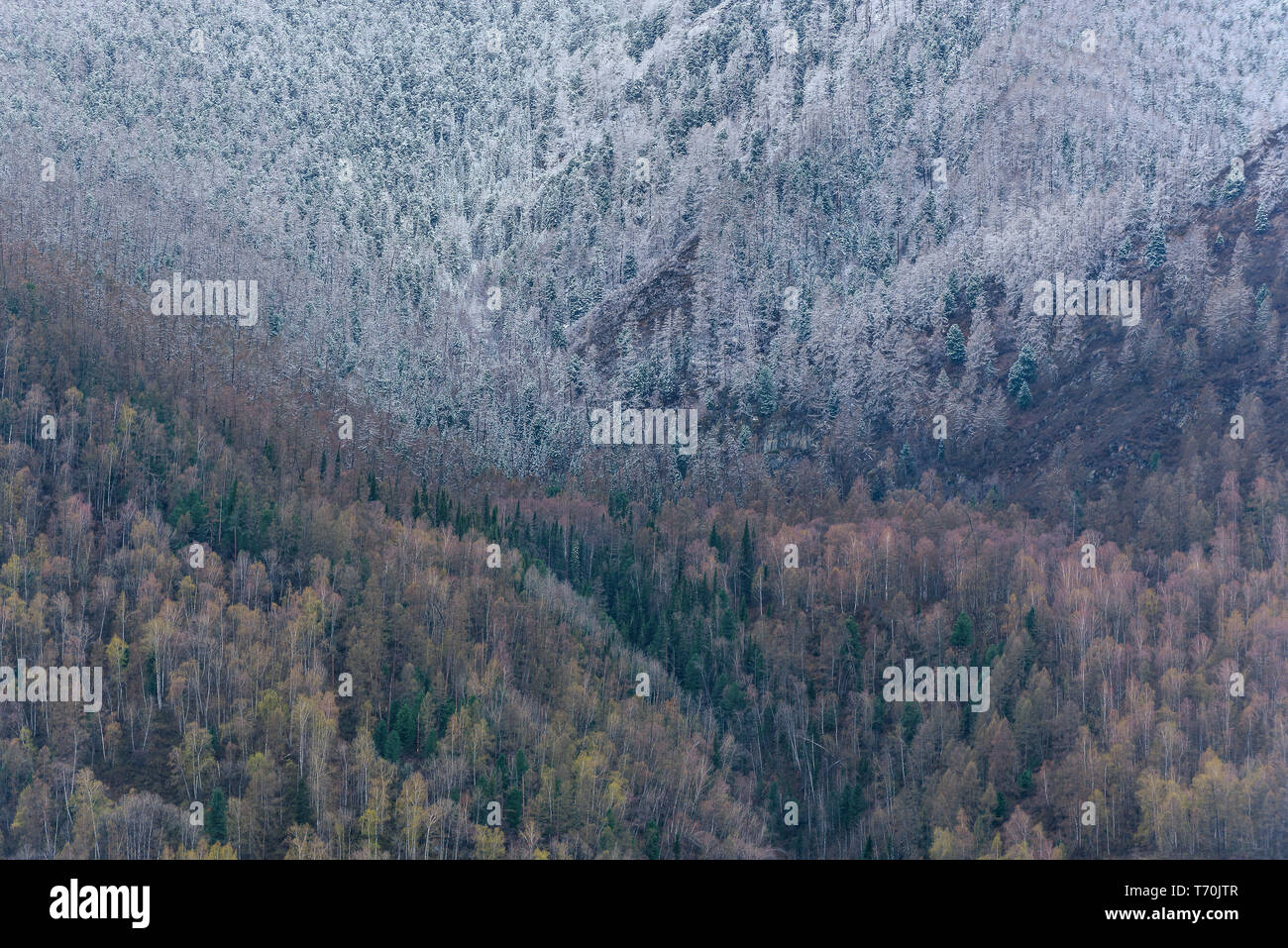 The boundary between heat and cold on the trees with leaves and snow in the forest on the slope of the mountain in spring Stock Photo