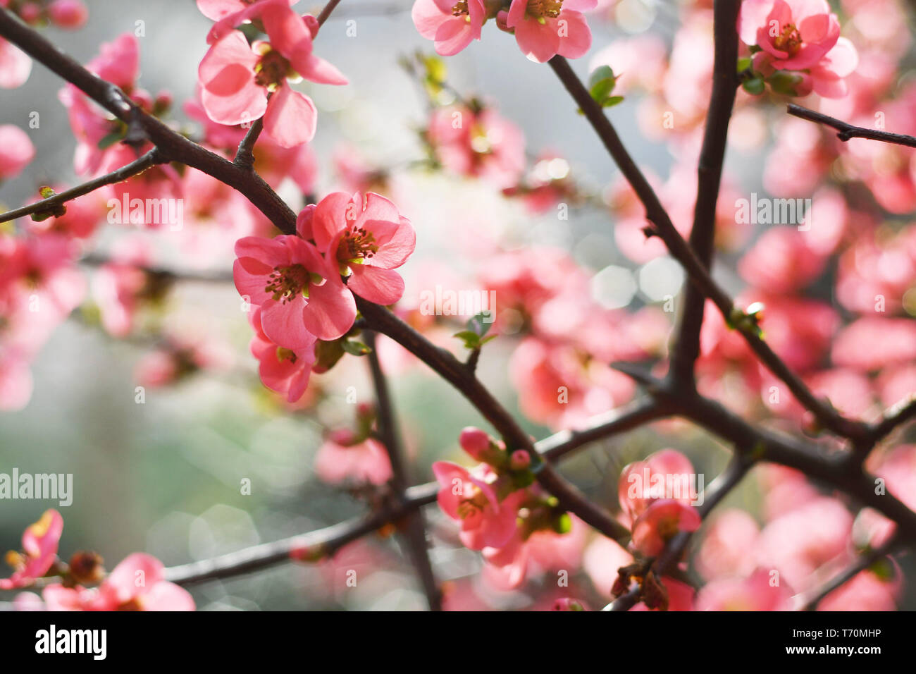 Wild apple tree hi-res stock photography and images - Alamy