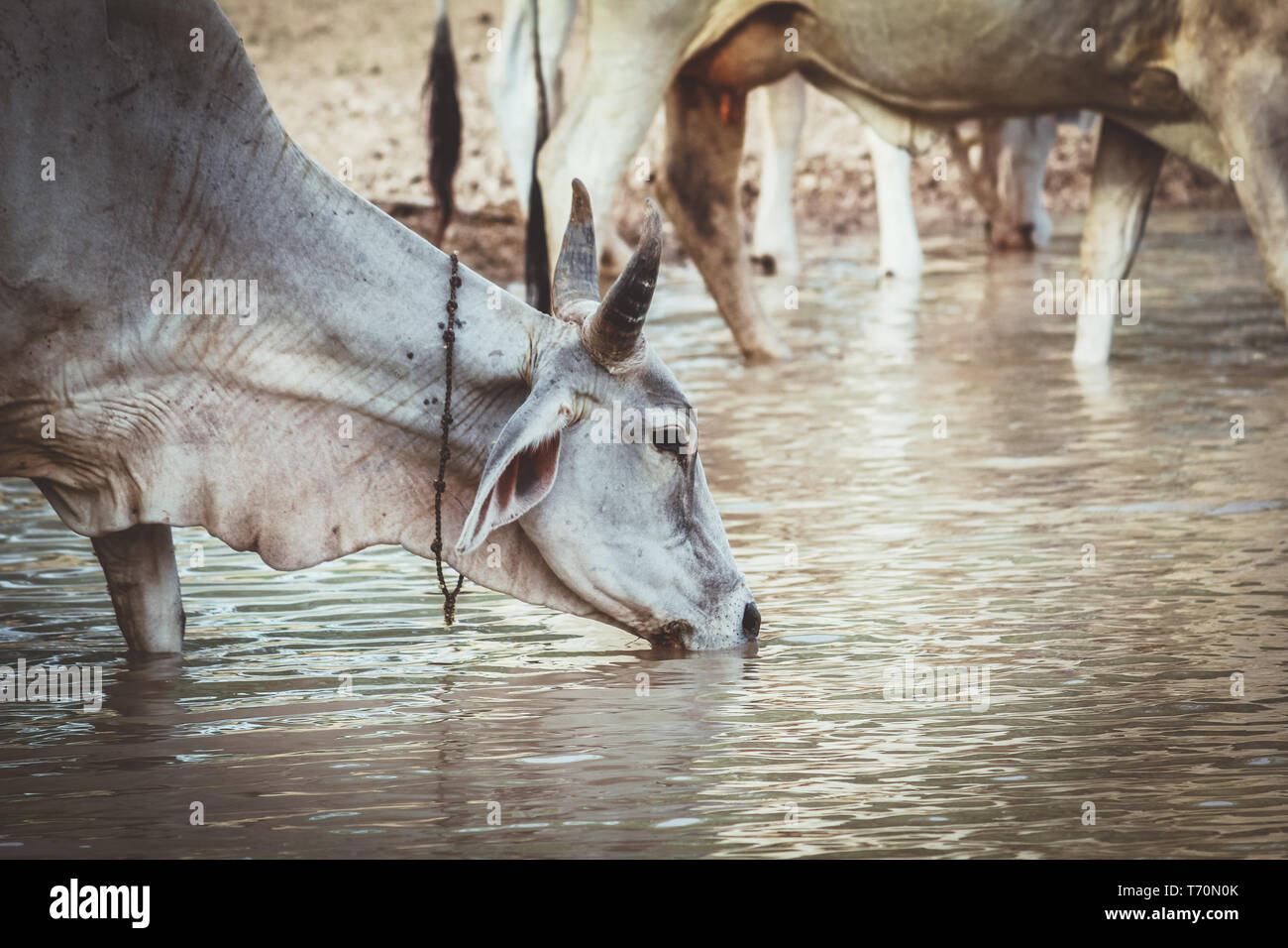 Cow Drinking Water Stock Photo