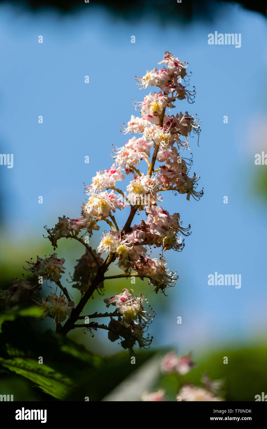 Chestnut trees in bloom in the spring Stock Photo Alamy
