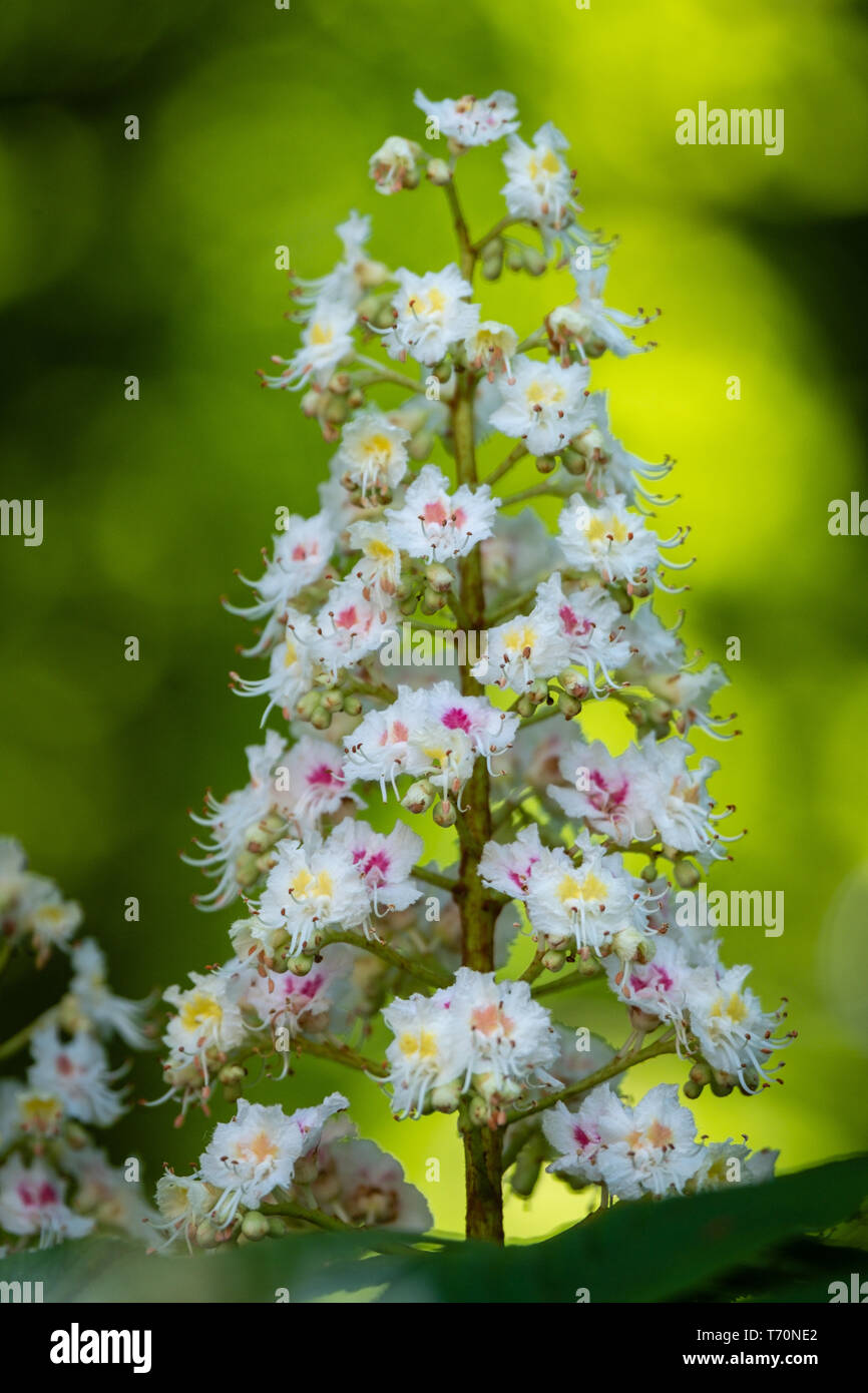 Chestnut trees in bloom in the spring Stock Photo Alamy