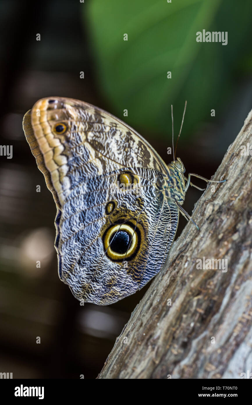 Forest owl butterfly Stock Photo Alamy