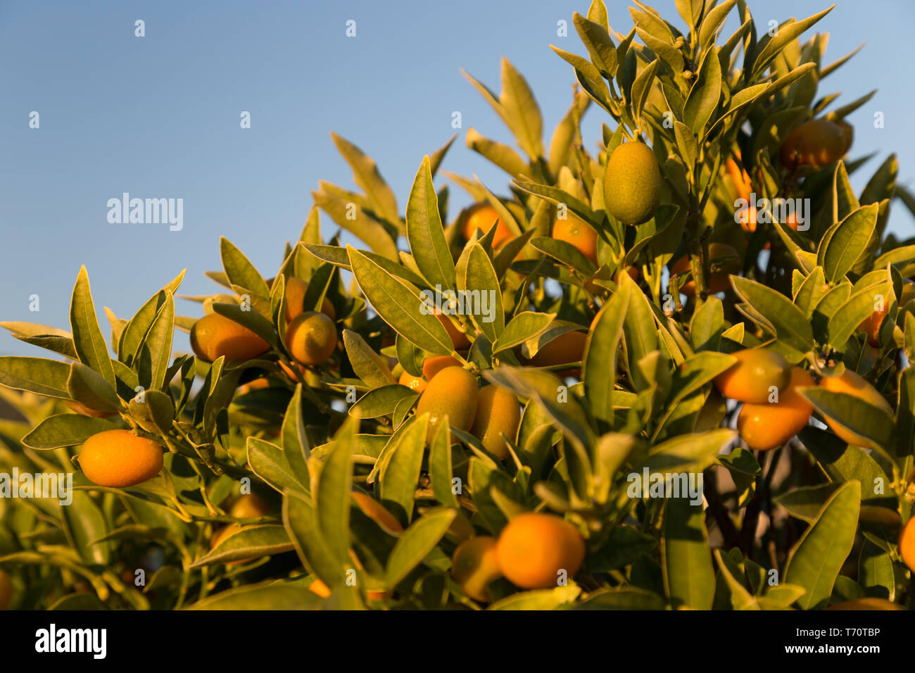 Ripe kumquats on a tree. Sunny day in Italy Stock Photo