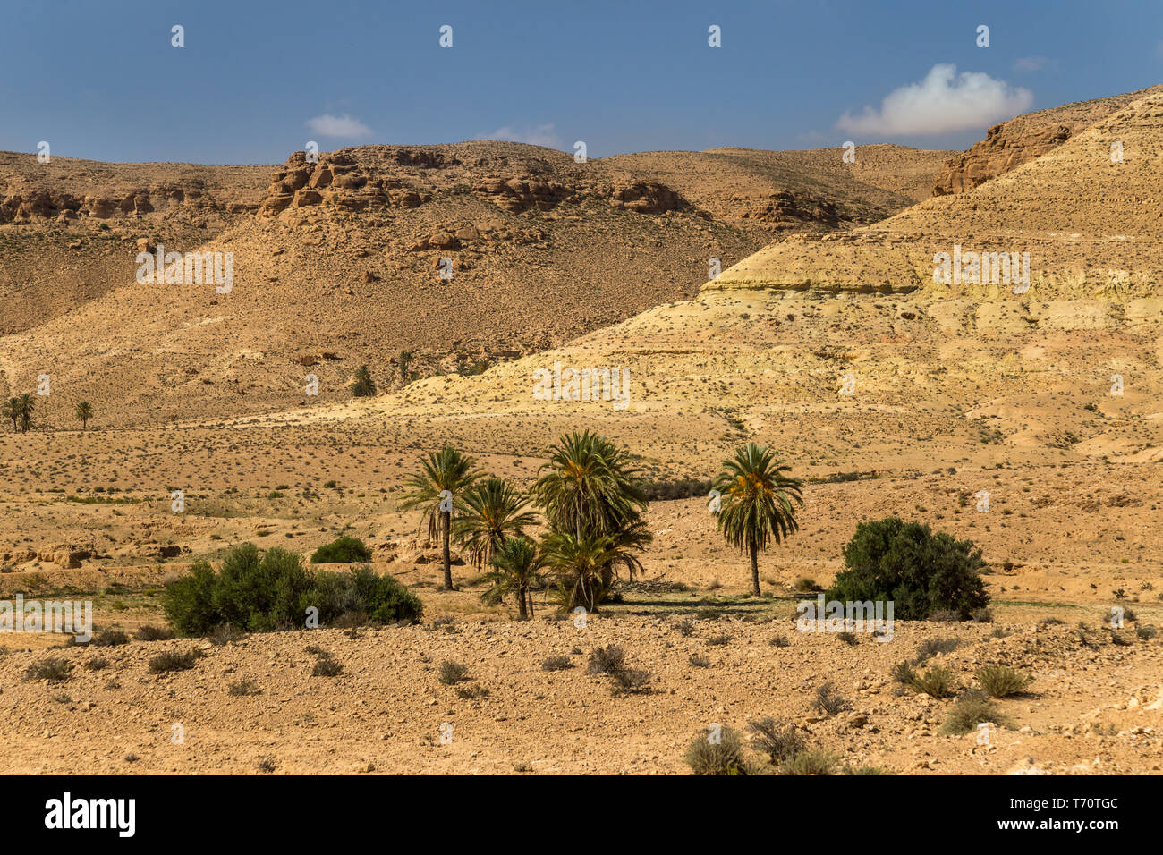 Oasis in a desert. South Tunisia Stock Photo