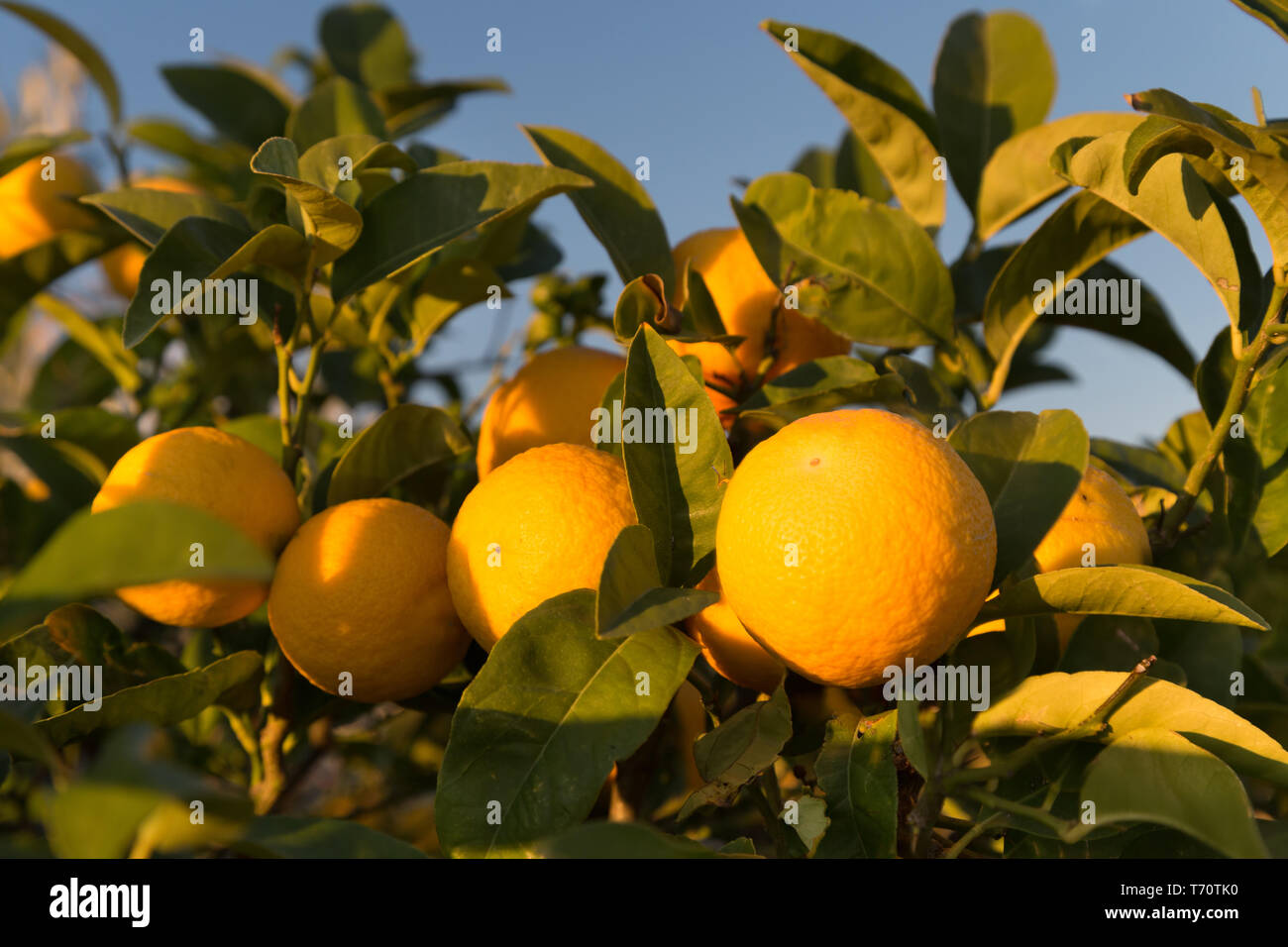 Ripe oranges on a tree Stock Photo