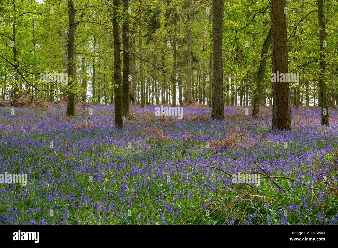 Bluebells wood spring walking trees hi-res stock photography and images ...