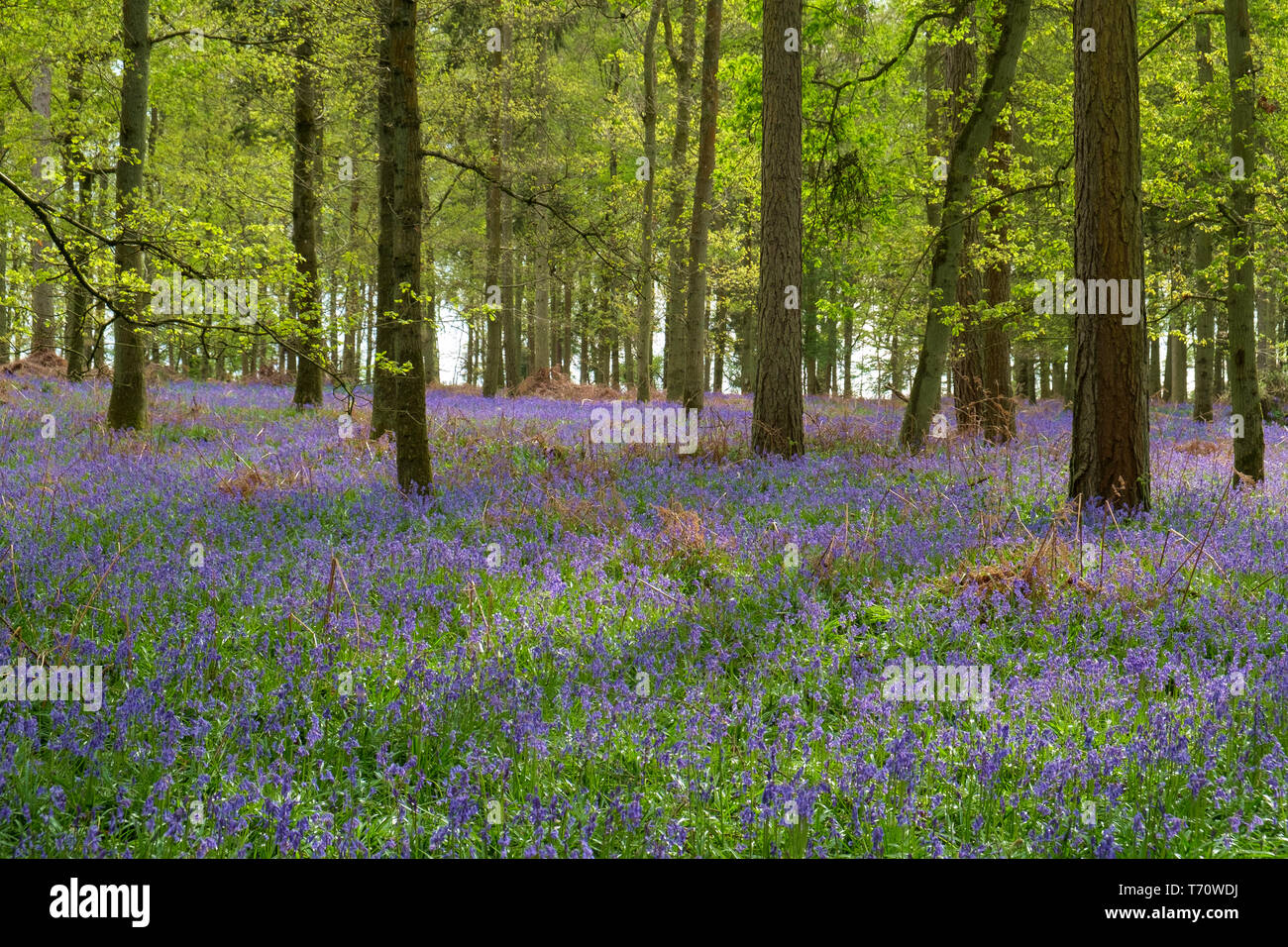 Typical english country scene hi-res stock photography and images - Alamy