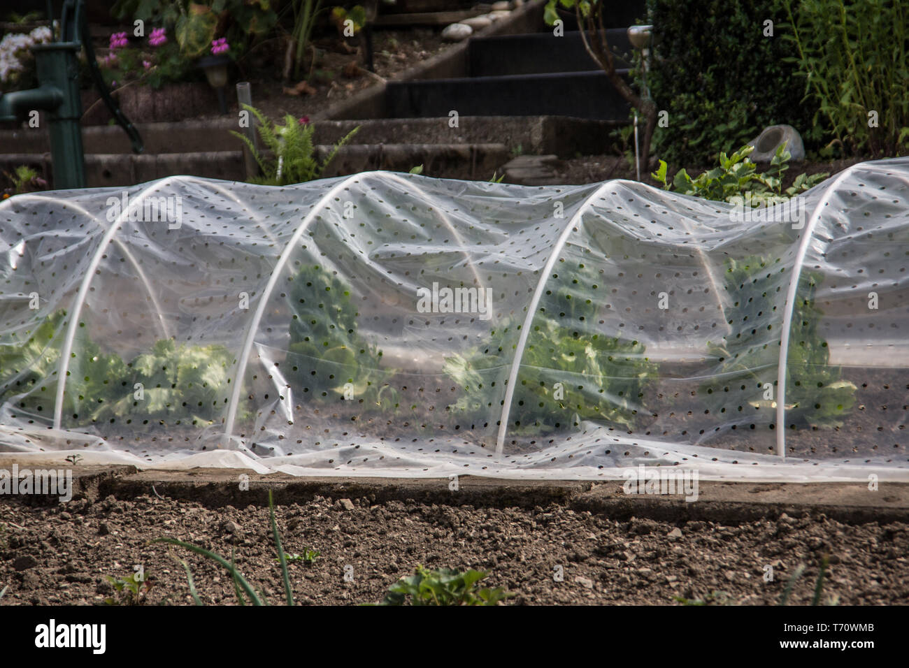Foldable greenhouse in allotment Stock Photo