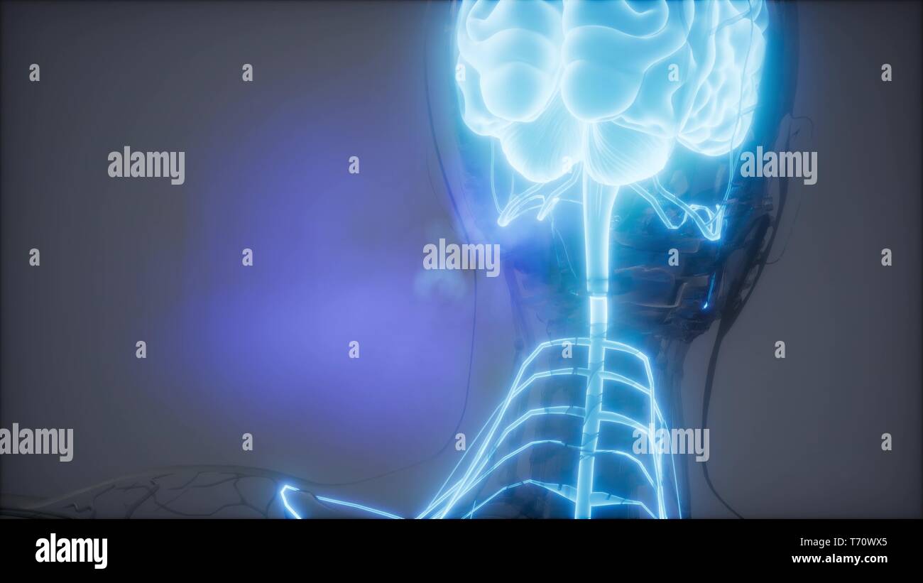 Human Brain Radiology Exam Stock Photo - Alamy