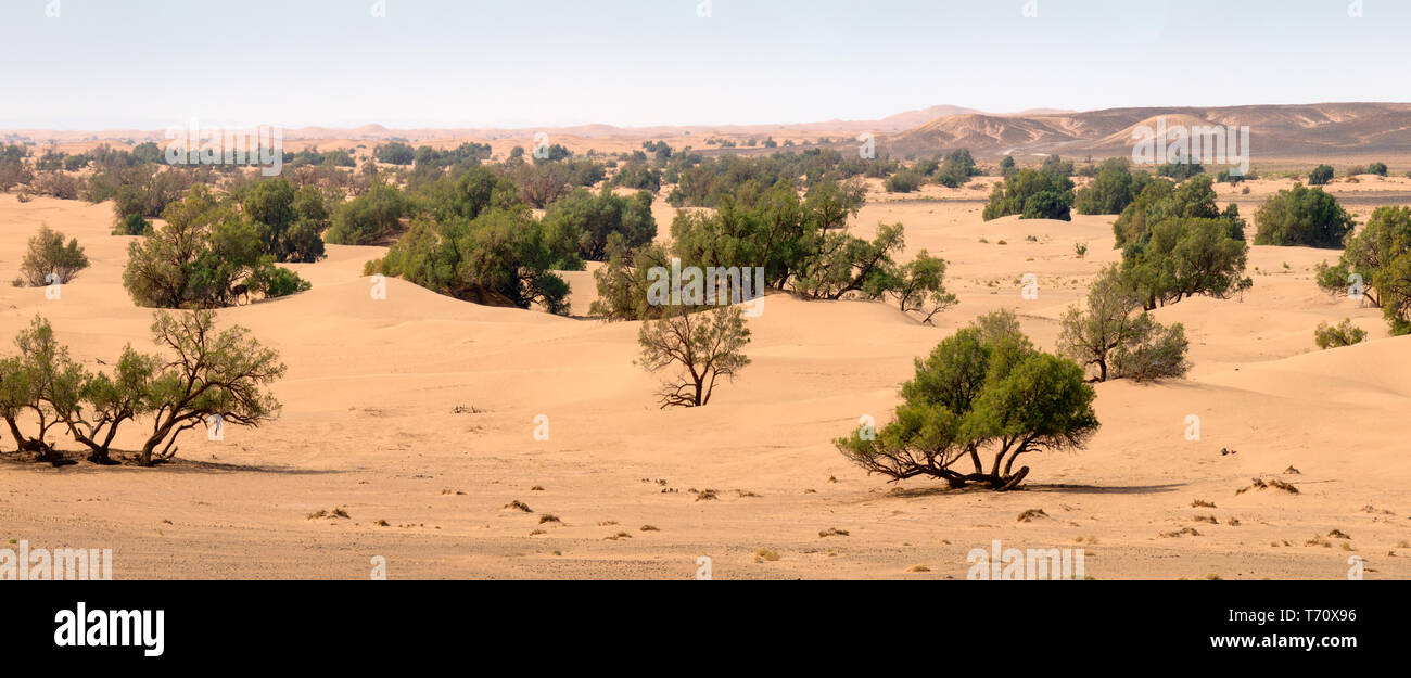 Sand dunes and trees in Sahara desert Stock Photo