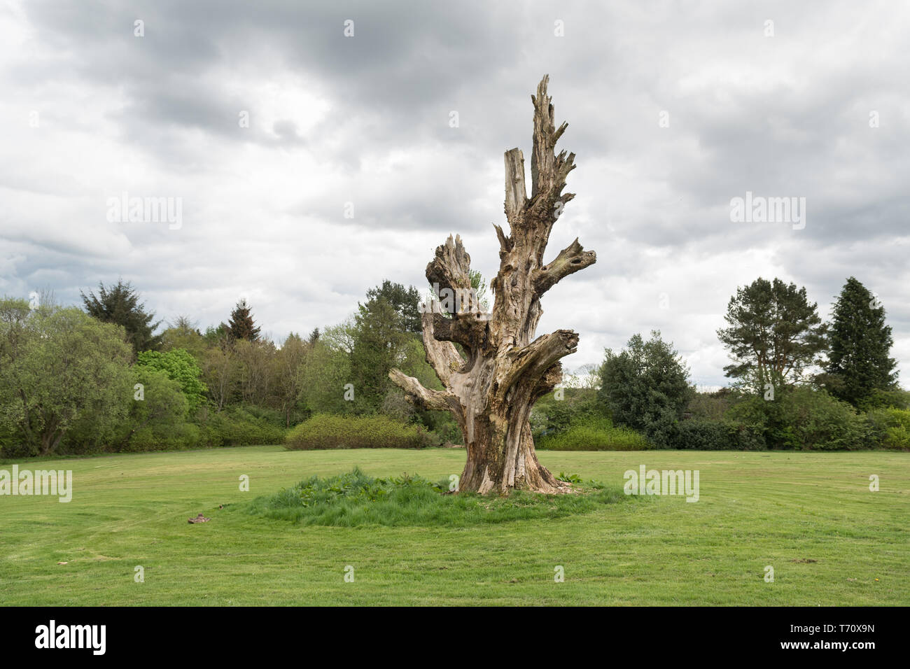Dead tree in Cumbernauld House Park, Cumbernauld - famously used in the filming of Gregory's Girl Stock Photo