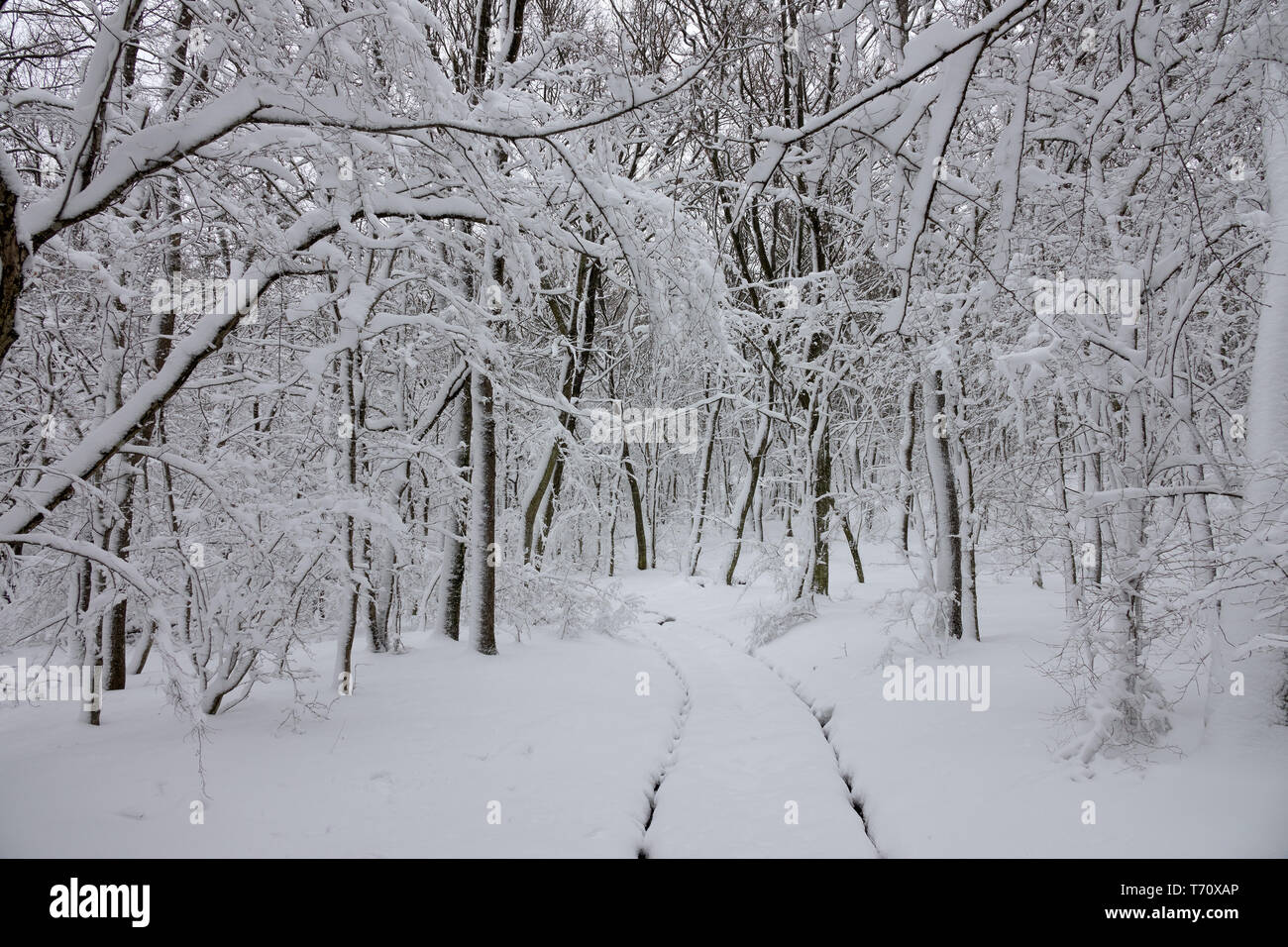Snow road in winter forest Stock Photo