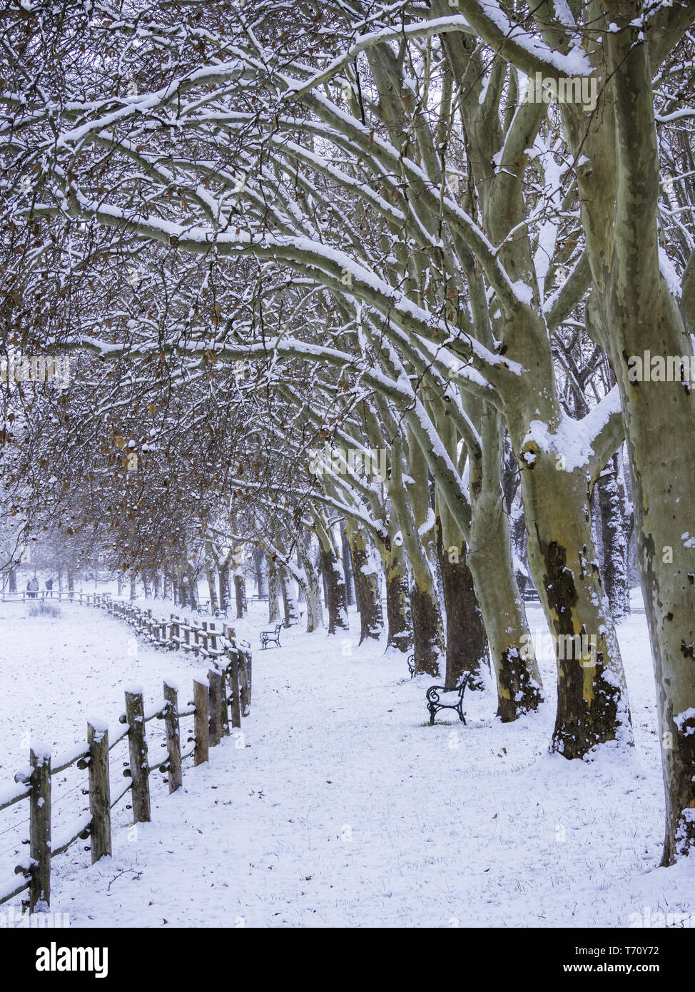 Pine alley hi-res stock photography and images - Alamy