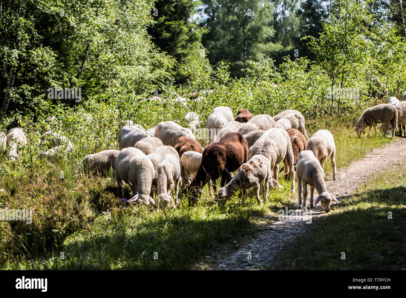 Flock of sheep eats in the heath Stock Photo