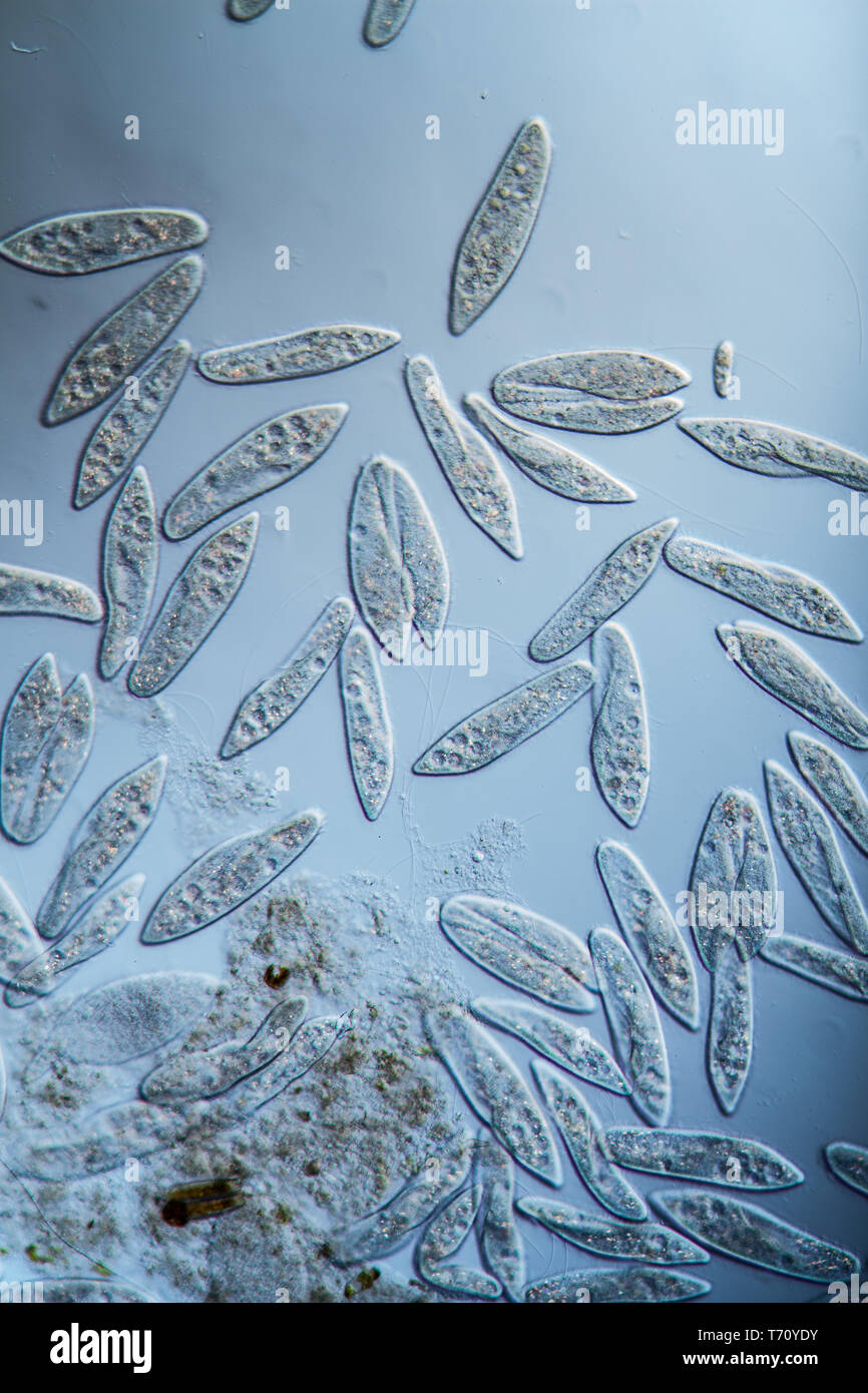 Slipper animals as ciliates in the water Stock Photo