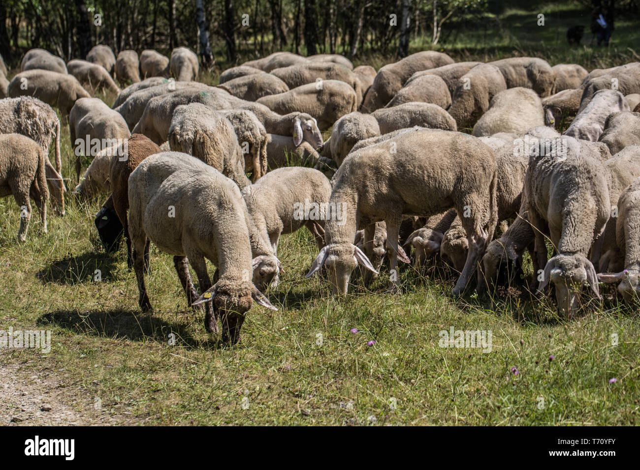 Sheep eat in the heath Stock Photo