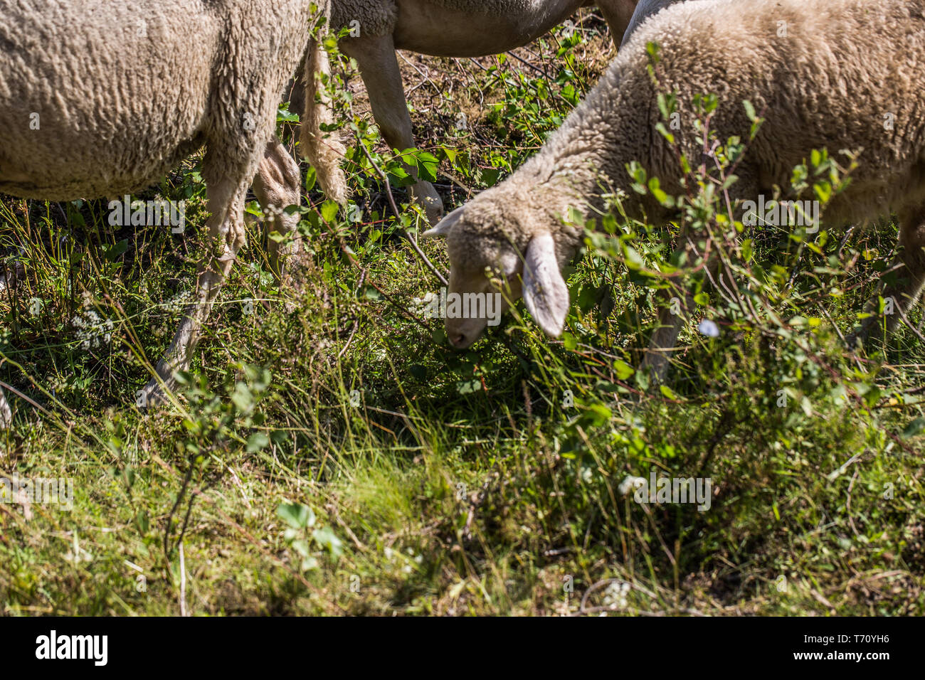 Sheep eat in the heath Stock Photo