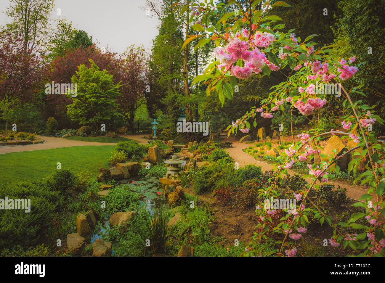Japanese cherry blossom petals hires stock photography and images Alamy