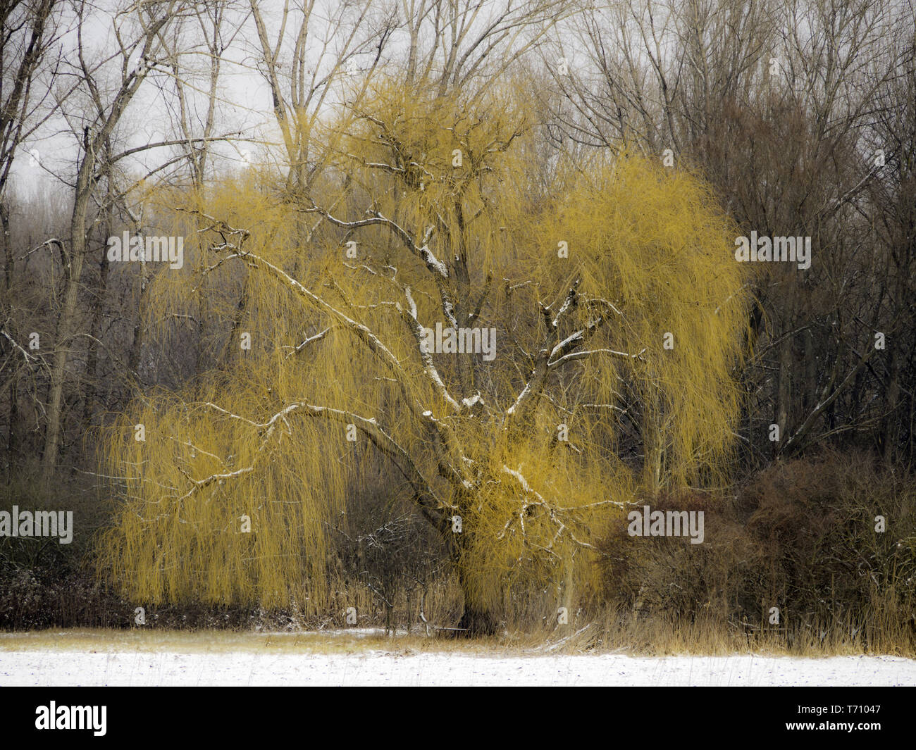 Willow tree in winter with nsow on it Stock Photo - Alamy