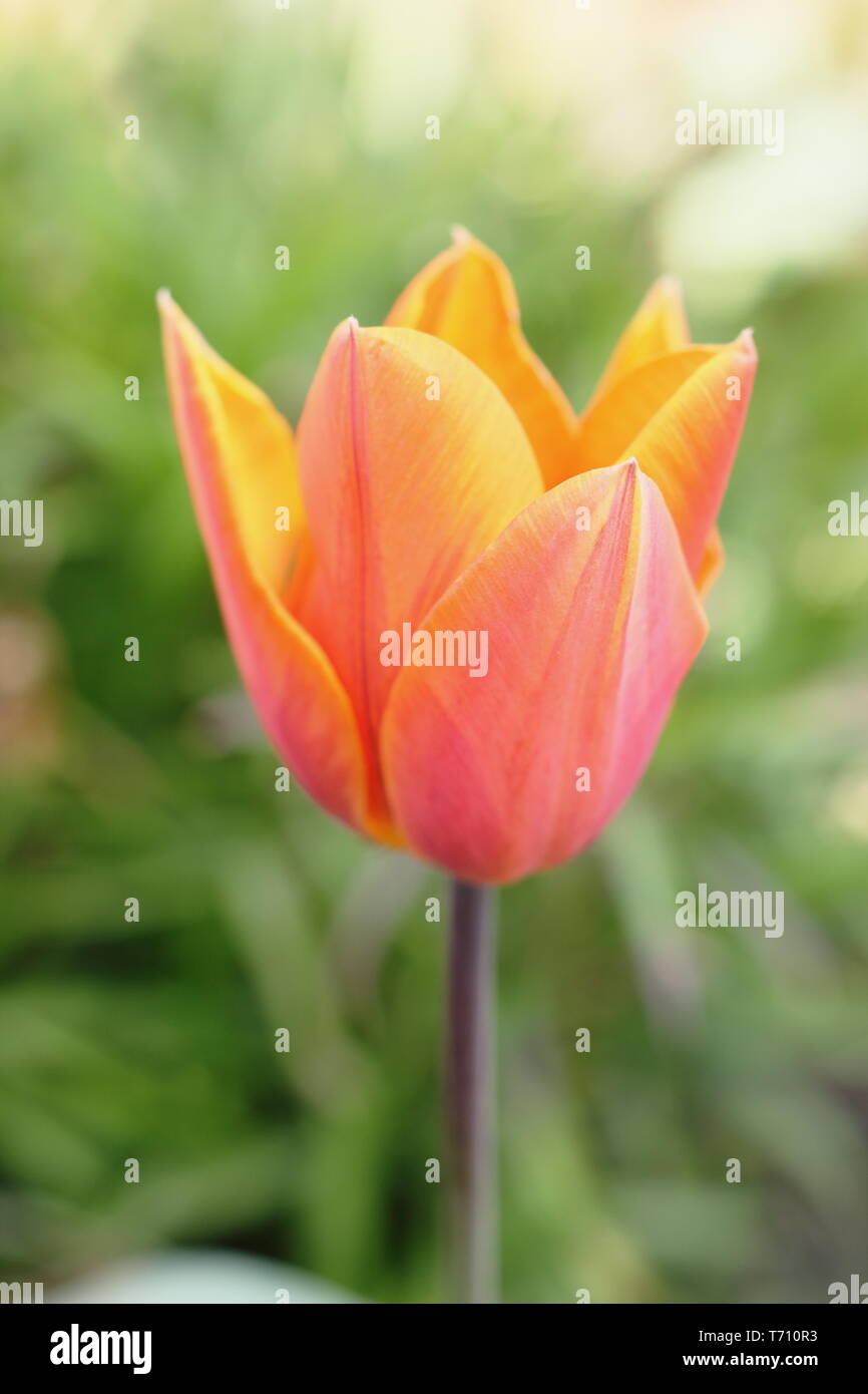 Tulipa 'Princess Irene' tulip. AGM Stock Photo
