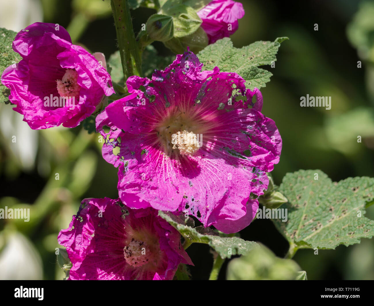 Pink Hollyhock garden plant in summer Stock Photo