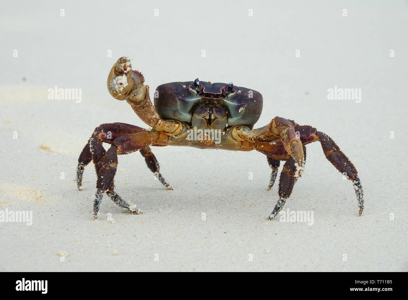 Crab Claw Stock Photos & Crab Claw Stock Images Alamy
