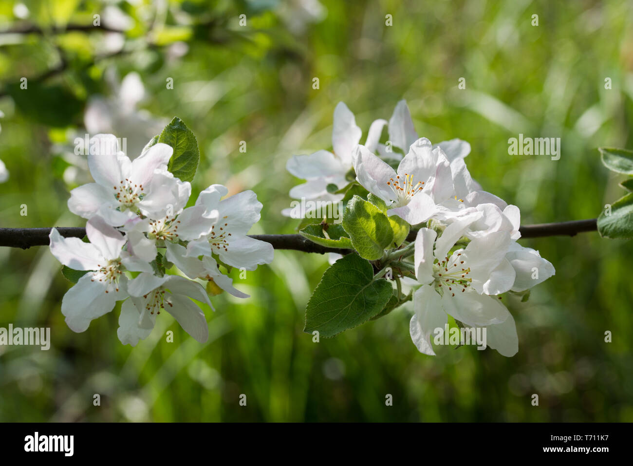 white apple flowers on twig closeupselective focus Stock Photo
