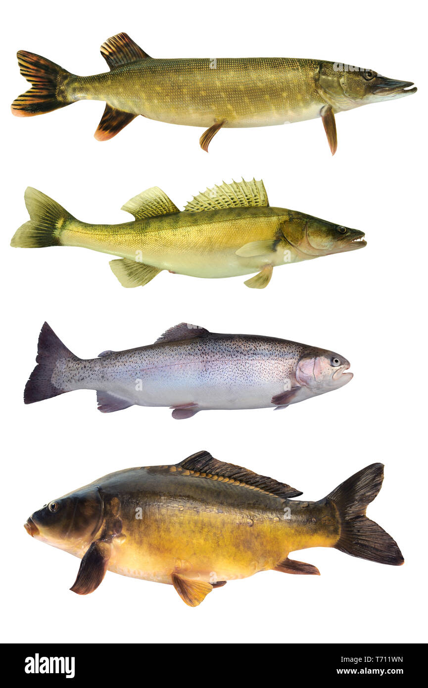 Fishes 145 Stock Photo
