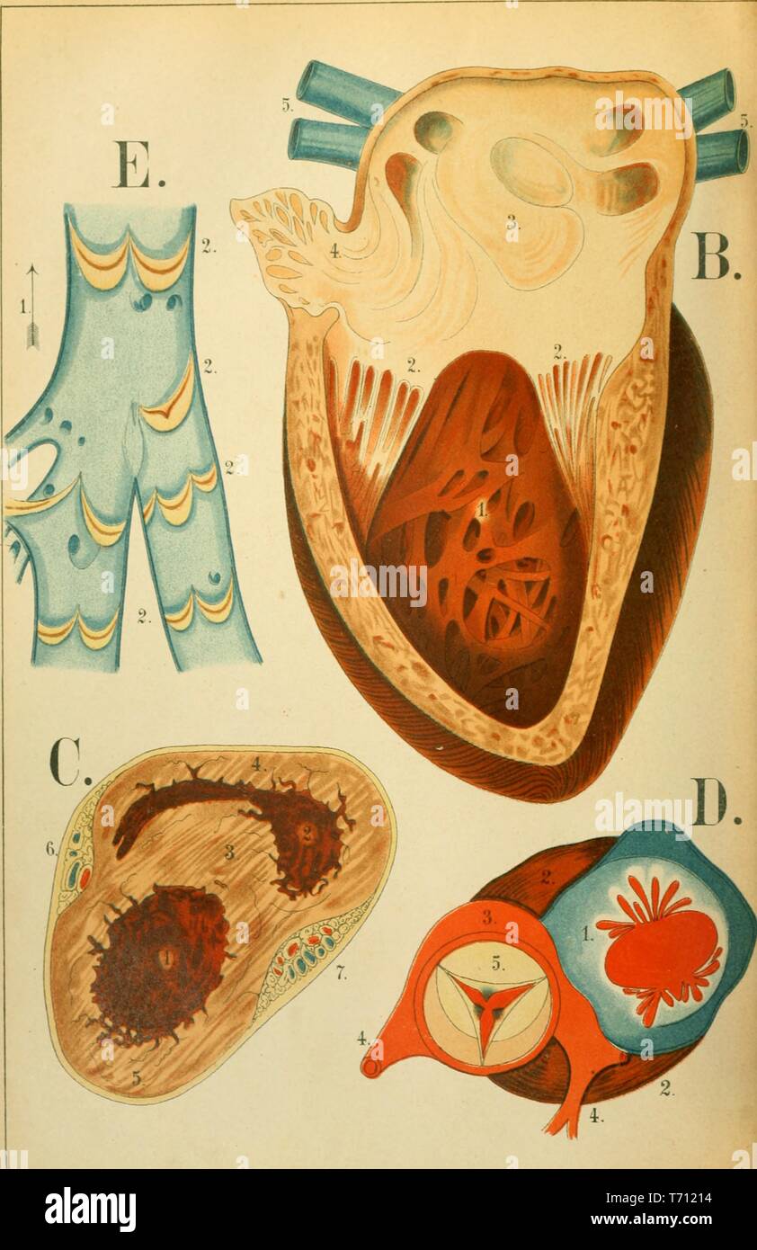 Color print depicting the human circulatory or vascular system, including a longitudinal section of the heart (B) a transverse section through the heart (C) a valve of the aorta with the mitral valve of the left ventricle (D) and the internal aspect of a vein (E) from Florence Fenwick Miller's medical volume 'An Atlas of Anatomy: or Pictures of the Human Body', 1879. Courtesy Internet Archive. () Stock Photo