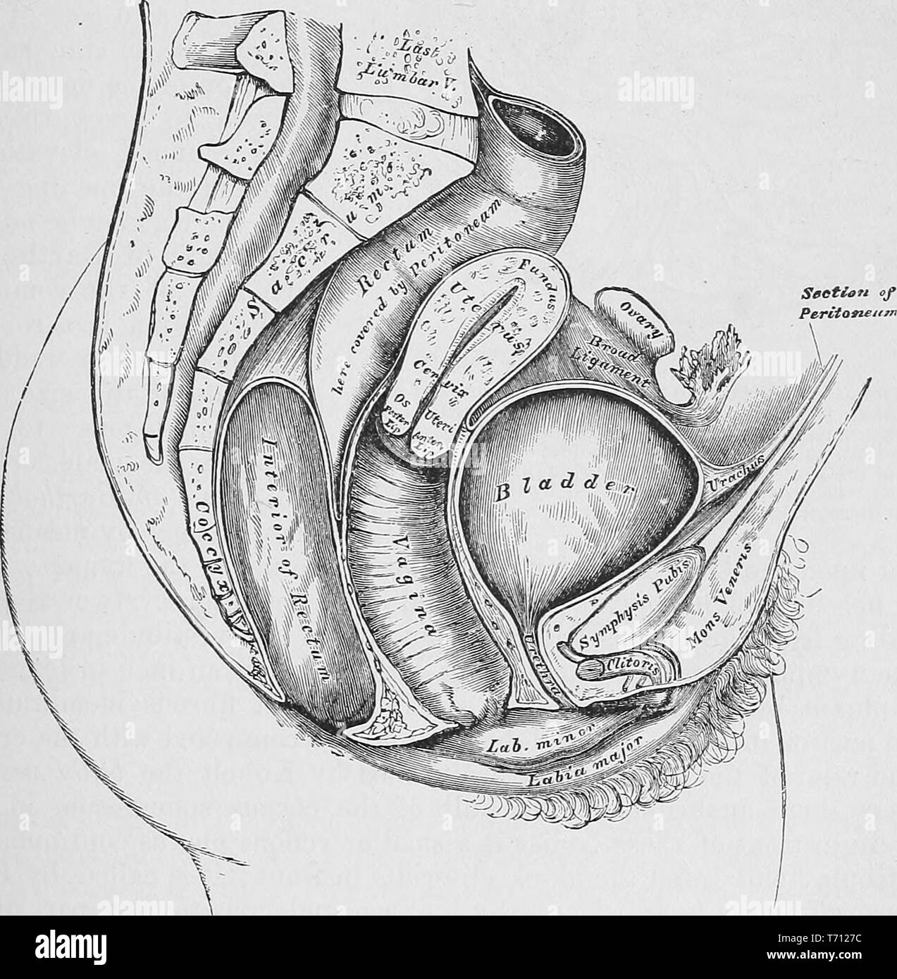 Black and white print showing a section of the female pelvis, in profile, with labels indicating the position of the viscera (internal organs) illustrated by Henry Vandyke Carter, and published in Henry Gray's medical volume 'Anatomy, descriptive and surgical', 1887. Courtesy Internet Archive. () Stock Photo