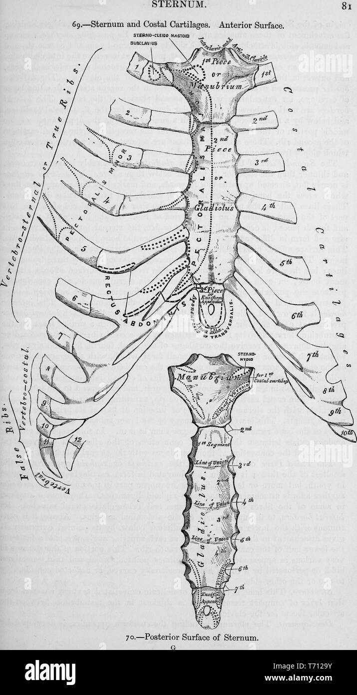 Black and white print showing the human sternum and costal cartilages, on the anterior surface (figure 69) and the posterior surface (figure 70) illustrated by Henry Vandyke Carter, and published in Henry Gray's medical volume 'Anatomy, descriptive and surgical', 1860. Courtesy Internet Archive. () Stock Photo