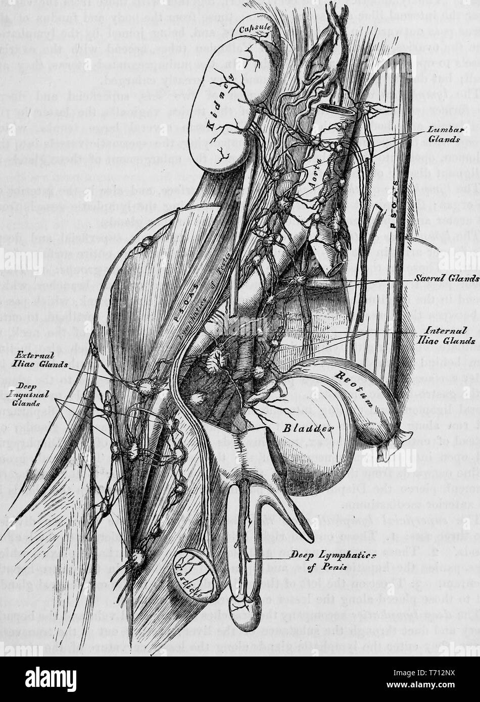 Black and white print showing a profile view of male internal anatomy, including the bladder, rectum, kidney and aortic valve, and focusing on the prostate lymphatic system, with labels indicating the external and internal iliac lymph nodes, the sacral lymph nodes, and the inguinal lymph nodes, illustrated by Henry Vandyke Carter, and published in Henry Gray's medical volume 'Anatomy, descriptive and surgical', 1860. Courtesy Internet Archive. () Stock Photo
