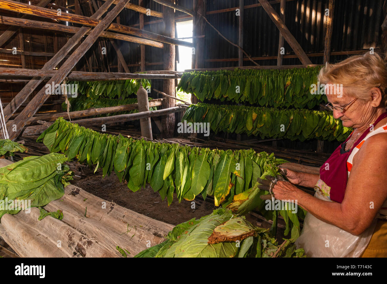 Woman threading tobacco leaves in a drying house in the rural village of San Juan y Martinez, Pinar del Rio, Cuba Stock Photo