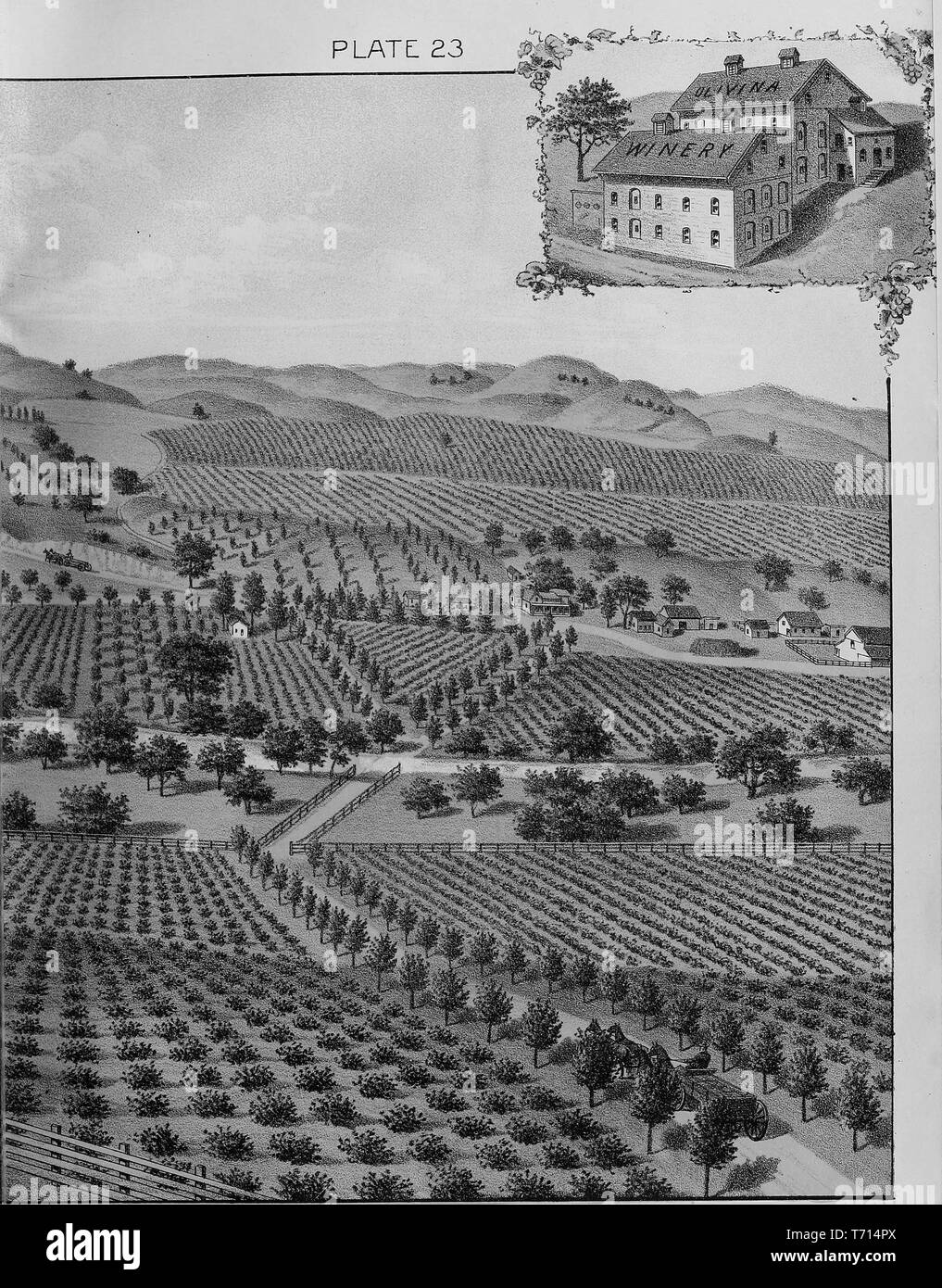 Engraving of the Olivina vineyard and Julius P Smith residence in Livermore Valley, Alameda County, California, from the book 'Illustrated album of Alameda County, California' by Jos, 1893. Alex Colquhoun. Courtesy Internet Archive. () Stock Photo