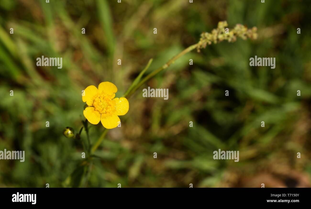 Closeup of unidentified yellow flower on blooming spring meadow. Stock Photo