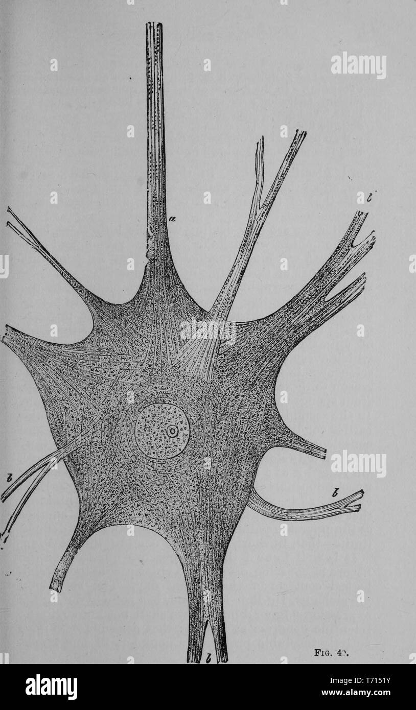 Drawing of the Ganglion cell (Suol cell) from the brain of an electric fish, from the book 'The pedigree of man' by Ernst Heinrich Philipp August Haeckel, 1903. Courtesy Internet Archive. () Stock Photo