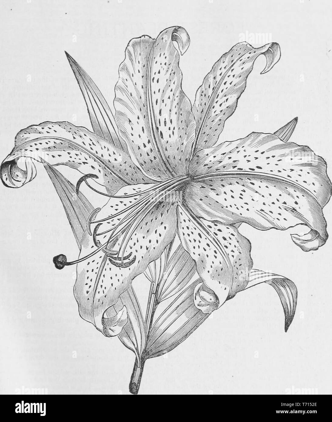 Engraved drawing of the mountain lily (Lilium Auratum) flower, from the book 'Reading Nursery' by Henry G. Gilbert, 1875. Courtesy Internet Archive. () Stock Photo