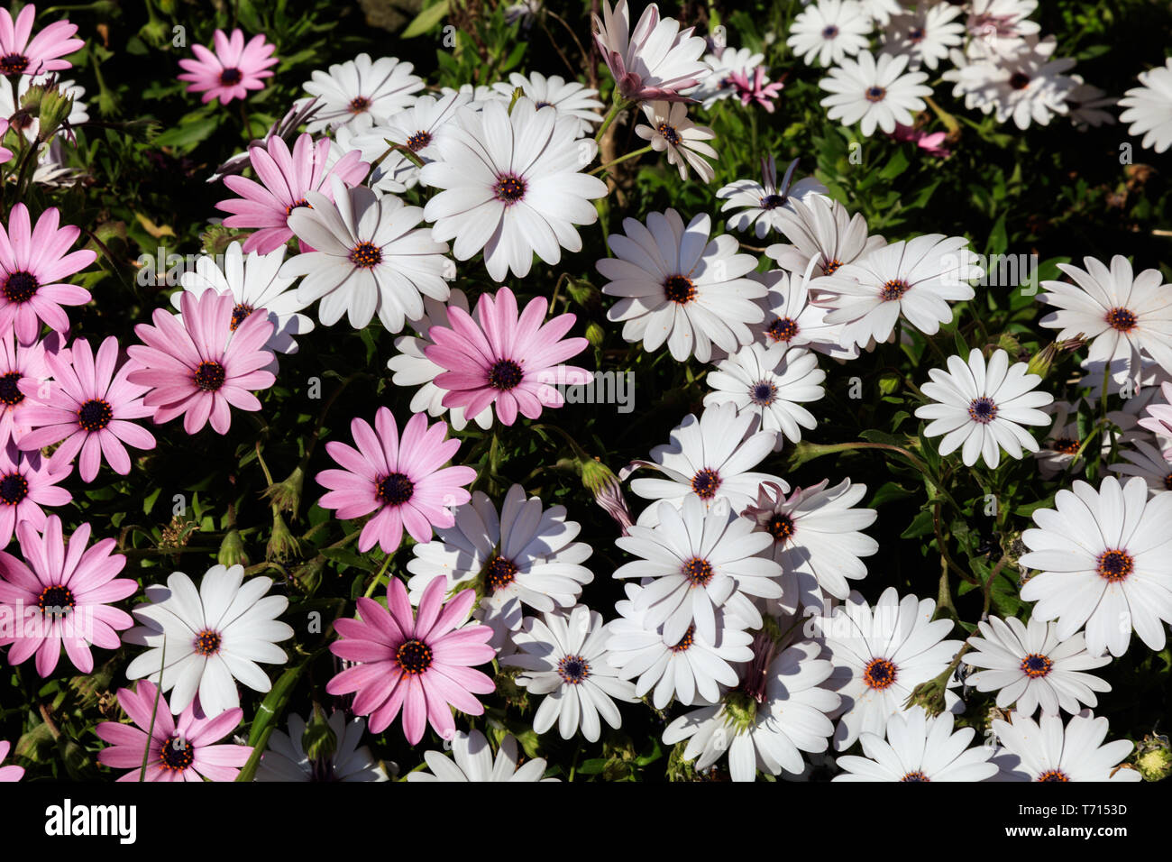 Planta de uruguay hi-res stock photography and images - Alamy