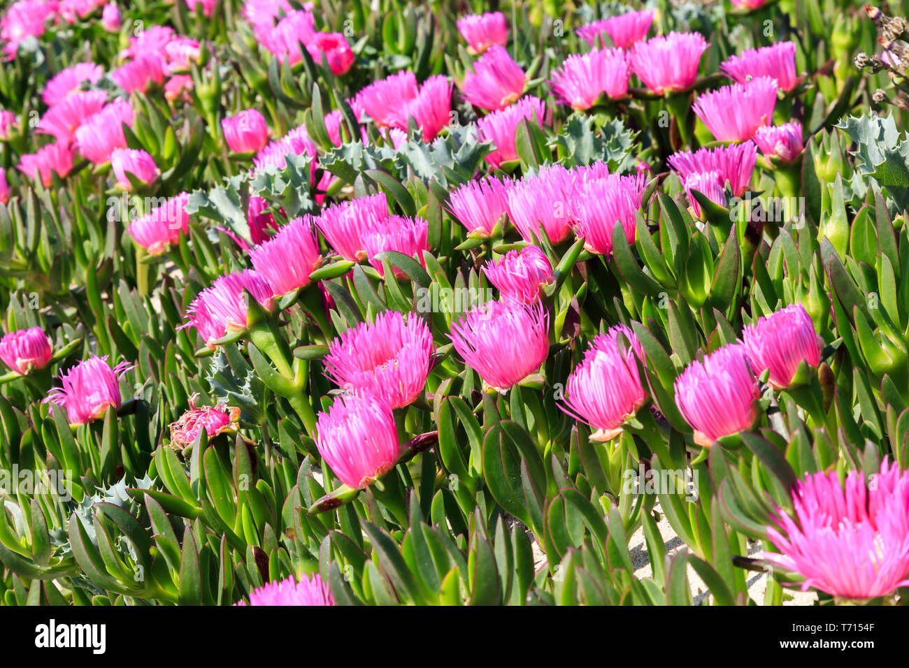 Planta de gato hi-res stock photography and images - Alamy