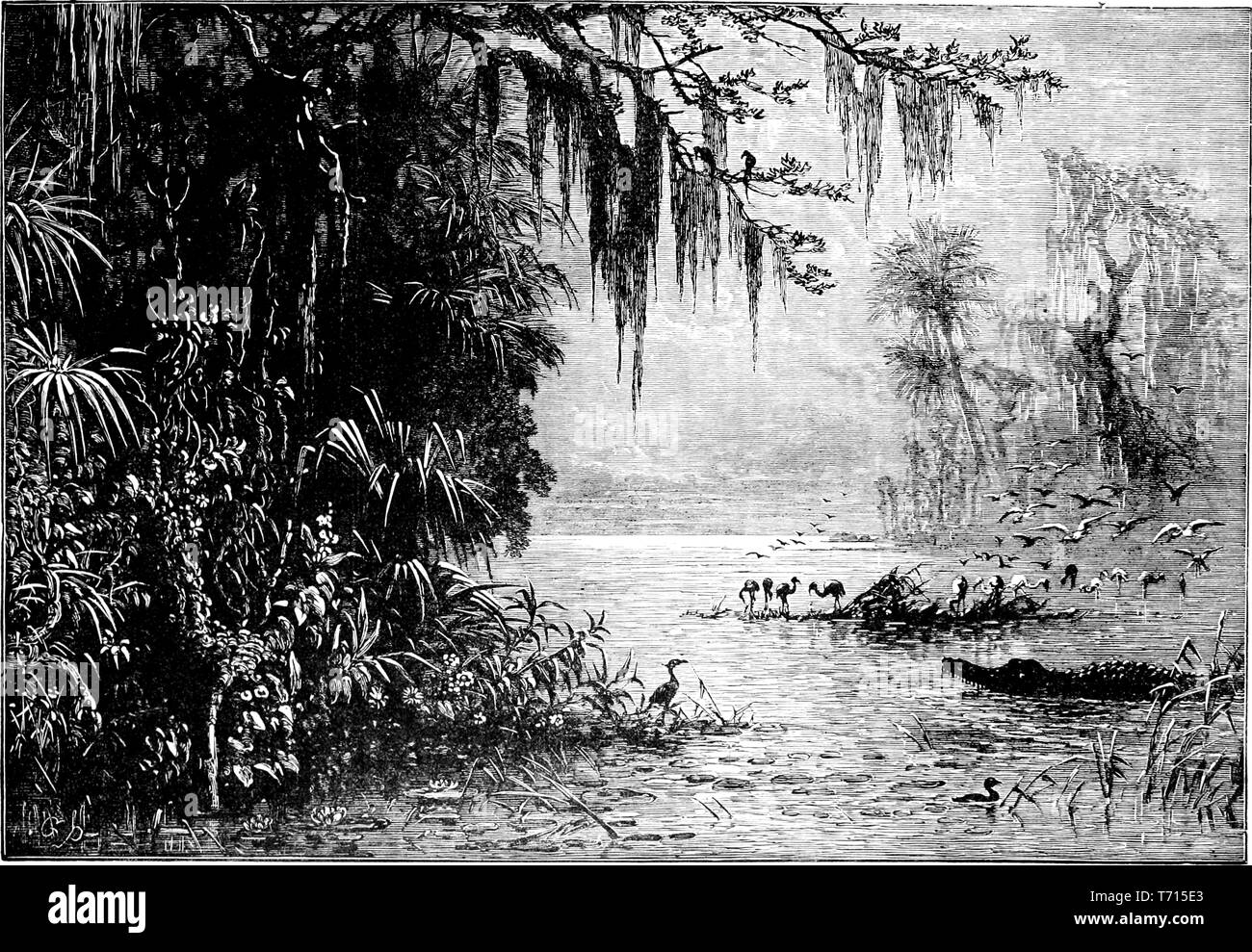 Engraving of the land of Seminole Indians, from the book 'A popular history of the United States of America, from the aboriginal times to the present day' by John Clark Ridpath, 1893. Courtesy Internet Archive. () Stock Photo